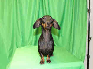 Dachshund Dogs for adoption in Globe, AZ, USA