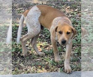 Mutt Dogs for adoption in San Antonio, TX, USA