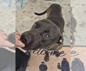 American Staffordshire Terrier-Unknown Mix Dogs for adoption in San Antonio, TX, USA