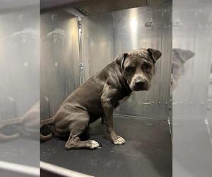 American Staffordshire Terrier-Unknown Mix Dogs for adoption in San Antonio, TX, USA