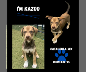 Catahoula Leopard Dog Dogs for adoption in GILBERTS, IL, USA