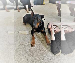 Doberman Pinscher Dogs for adoption in Rowayton, CT, USA