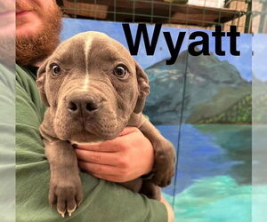 American Pit Bull Terrier-Unknown Mix Dogs for adoption in Anchorage, AK, USA