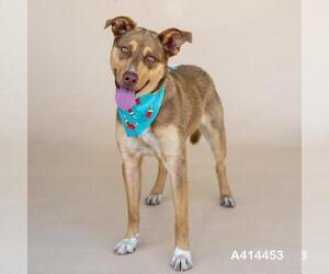 Labrador Retriever-Unknown Mix Dogs for adoption in Conroe, TX, USA