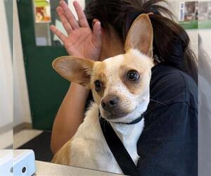 Chihuahua-Unknown Mix Dogs for adoption in Woodland, CA, USA