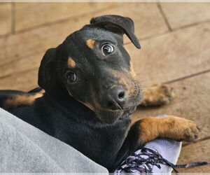 Mutt Dogs for adoption in Woodbury, NY, USA