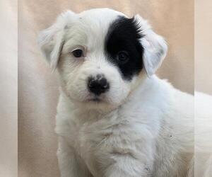 Labrador Retriever-Unknown Mix Dogs for adoption in San Diego, CA, USA