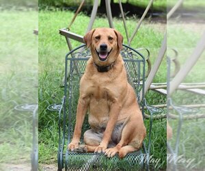 Golden Labrador Dogs for adoption in Brewster, NY, USA