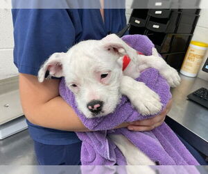 American Pit Bull Terrier Dogs for adoption in San Bernardino, CA, USA