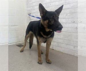 German Shepherd Dog Dogs for adoption in San Bernardino, CA, USA
