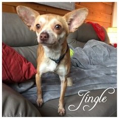 Chihuahua Dogs for adoption in Hope, British Columbia, Canada