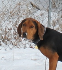 Black and Tan Coonhound Dogs for adoption in Priest River, ID, USA