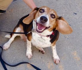 Beagle Dogs for adoption in Ridgefield, CT, USA