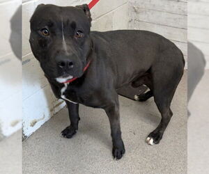 American Pit Bull Terrier Dogs for adoption in San Bernardino, CA, USA