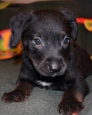 Medium Photo #1 Collie-Labrador Retriever Mix Puppy For Sale in San Diego, CA, USA