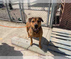 Rottweiler-American Pit Bull Terrier Dogs for adoption in Brighton, CO, USA