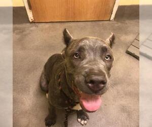 Mutt Dogs for adoption in Forestville, MD, USA