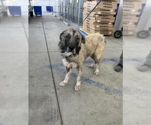 Anatolian Shepherd Dogs for adoption in Bakersfield, CA, USA