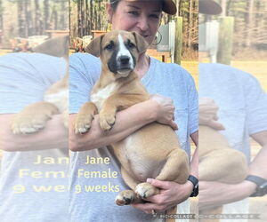 Pointer-Unknown Mix Dogs for adoption in FRAMINGHAM, MA, USA