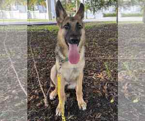 German Shepherd Dog Dogs for adoption in Plantation, FL, USA
