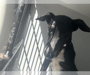 Labrador Retriever-Unknown Mix Dogs for adoption in Houston, TX, USA