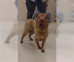 Chinese Shar-Pei Dogs for adoption in Center Township, PA, USA