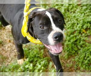 Boxer-Unknown Mix Dogs for adoption in Tallahassee, FL, USA