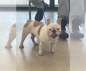 French Bulldog Dogs for adoption in Fort Lauderdale, FL, USA