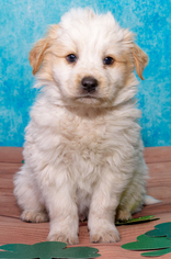 Australian Retriever Dogs for adoption in Denver, CO, USA