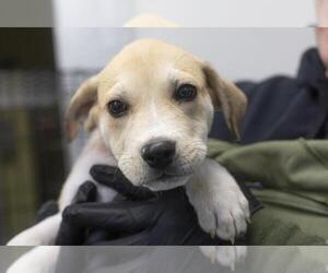 American Pit Bull Terrier-Unknown Mix Dogs for adoption in Mountain Home, AR, USA