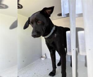 Labrador Retriever Dogs for adoption in Houston, TX, USA