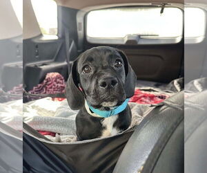 Labrador Retriever-Unknown Mix Dogs for adoption in San Diego, CA, USA