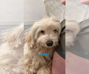 Maltese-Unknown Mix Dogs for adoption in Chico, CA, USA