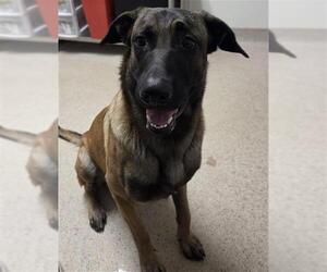 German Shepherd Dog Dogs for adoption in Bakersfield, CA, USA