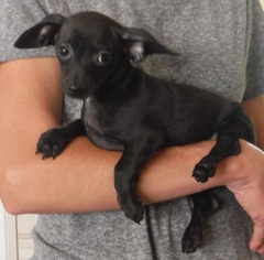 Chiweenie Dogs for adoption in Commerce, GA, USA