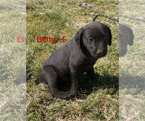 Labrador Retriever-Unknown Mix Dogs for adoption in NEWPORT NH, NH, USA