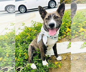 Mutt Dogs for adoption in San Diego, CA, USA