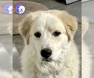 Great Pyrenees Dogs for adoption in Spring, TX, USA
