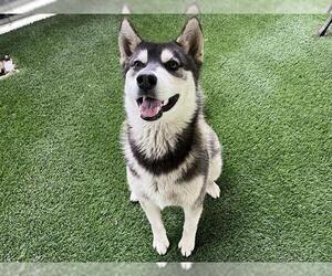 Siberian Husky-Unknown Mix Dogs for adoption in Corona, CA, USA