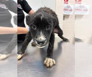 Australian Shepherd-Unknown Mix Dogs for adoption in Oklahoma City, OK, USA