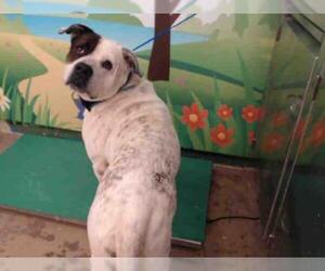 Bulldog Dogs for adoption in Waco, TX, USA