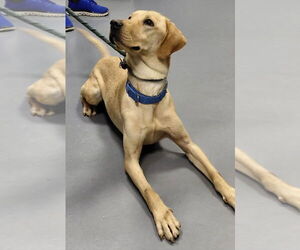 Labrador Retriever-Retriever  Mix Dogs for adoption in South Bend, IN, USA