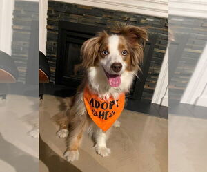 Australian Shepherd Dogs for adoption in Minneapolis, MN, USA