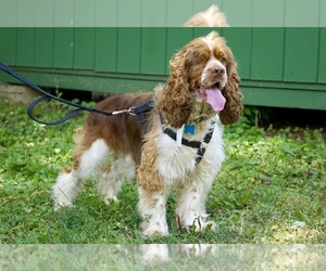 Cocker Spaniel Dogs for adoption in Greenbelt, MD, USA