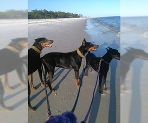 Doberman Pinscher Dogs for adoption in Loganville, GA, USA