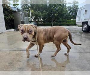 American Staffordshire Terrier Dogs for adoption in Fort Lauderdale, FL, USA