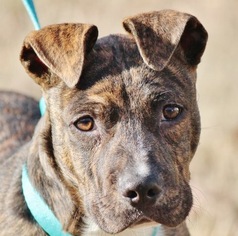 Bulloxer Dogs for adoption in Yardley, PA, USA