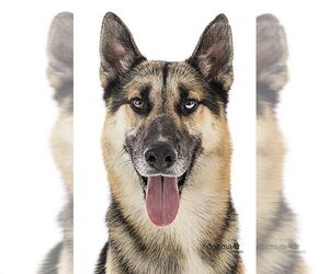 Medium Photo #1 German Shepherd Dog-Siberian Husky Mix Puppy For Sale in Irvine, CA, USA