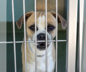 Pug Dogs for adoption in Pasadena, CA, USA