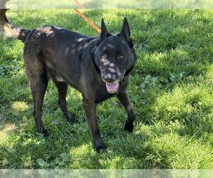 Medium Photo #1 Mutt Puppy For Sale in Modesto, CA, USA
